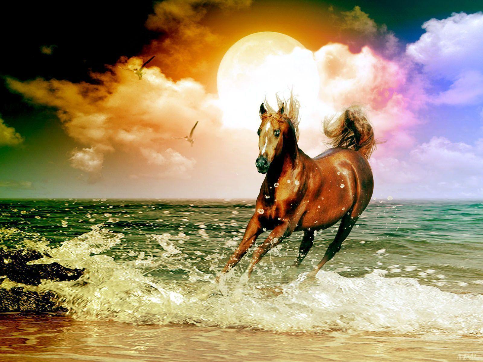 image For > Beautiful Arabian Horses Wallpaper