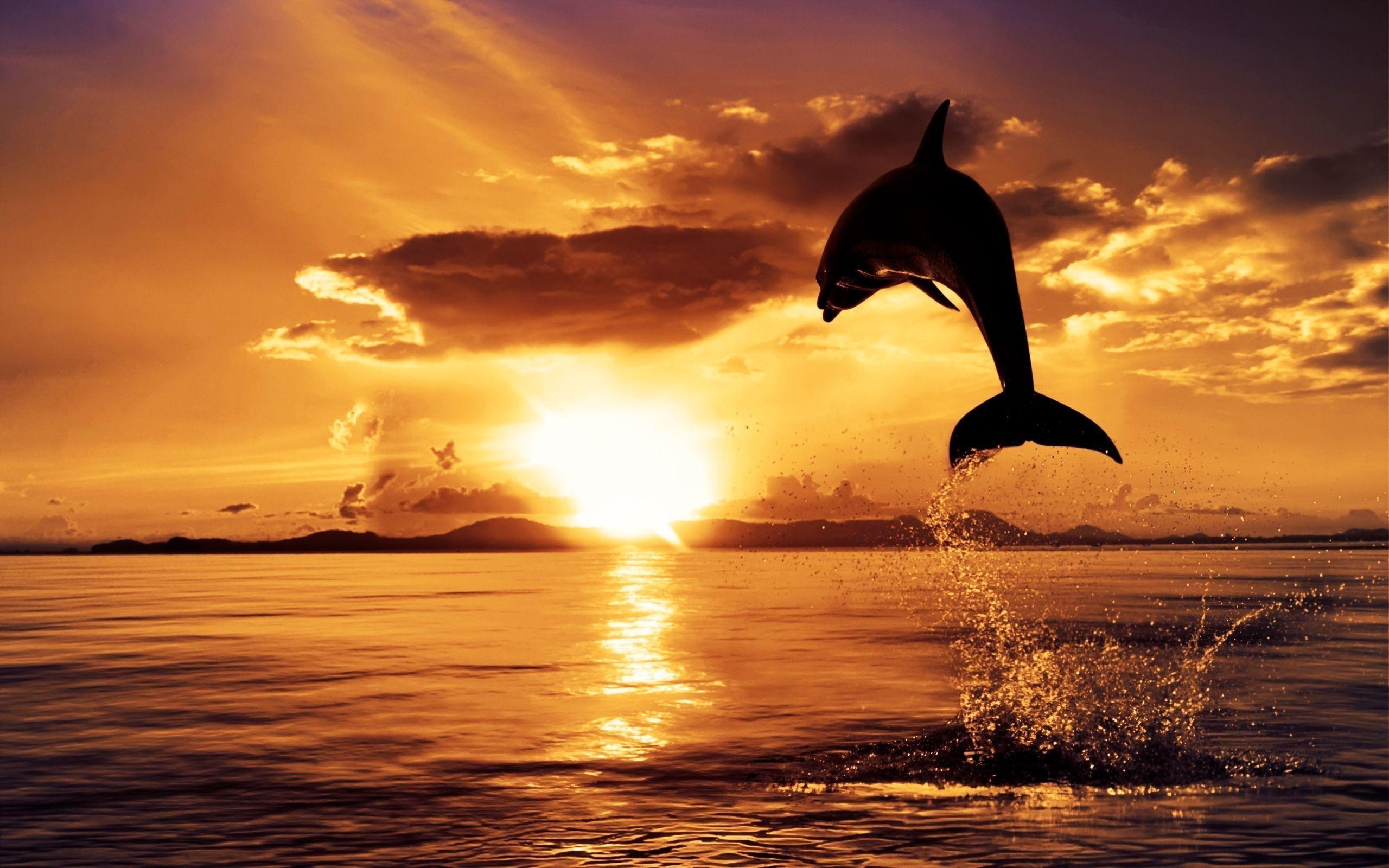 Sunset Hd Wallpaper: Dolphin Jumping Sunset Hd Wallpapers