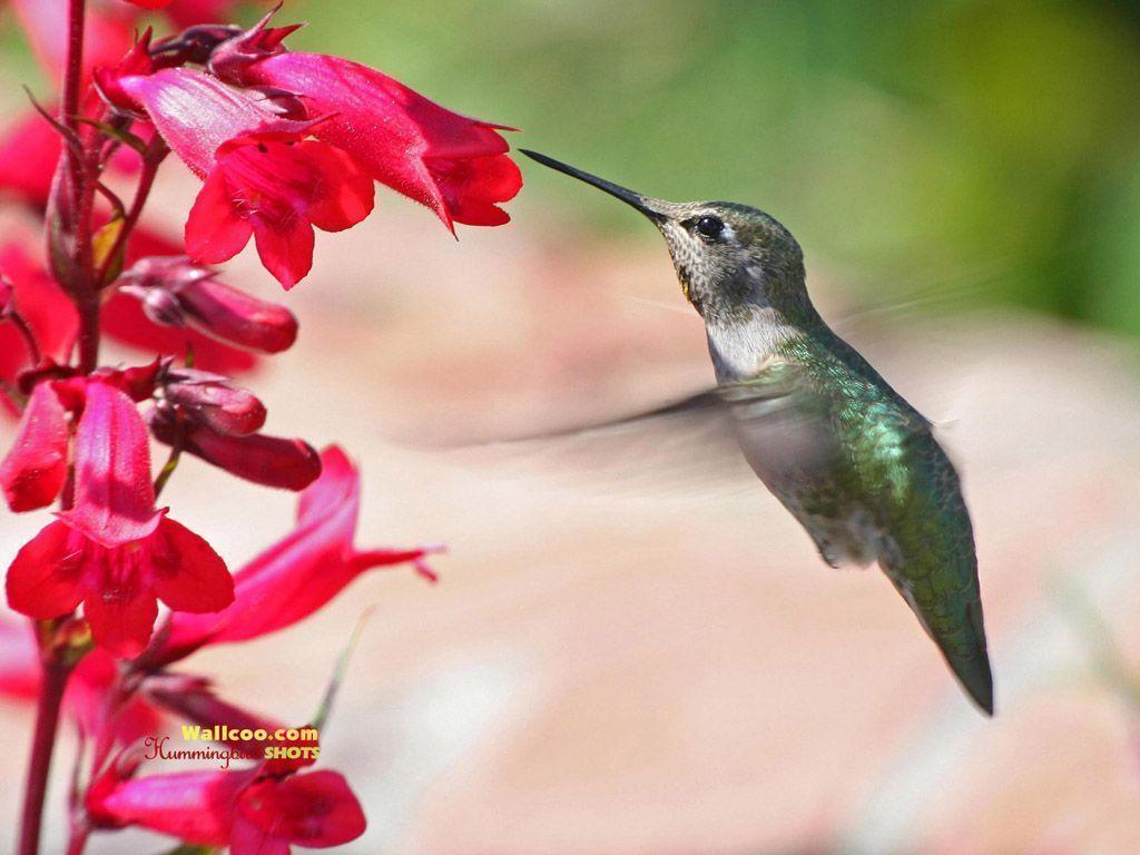 Hummingbird and flowers hummingbirds Wallpaper 1024x768 NO