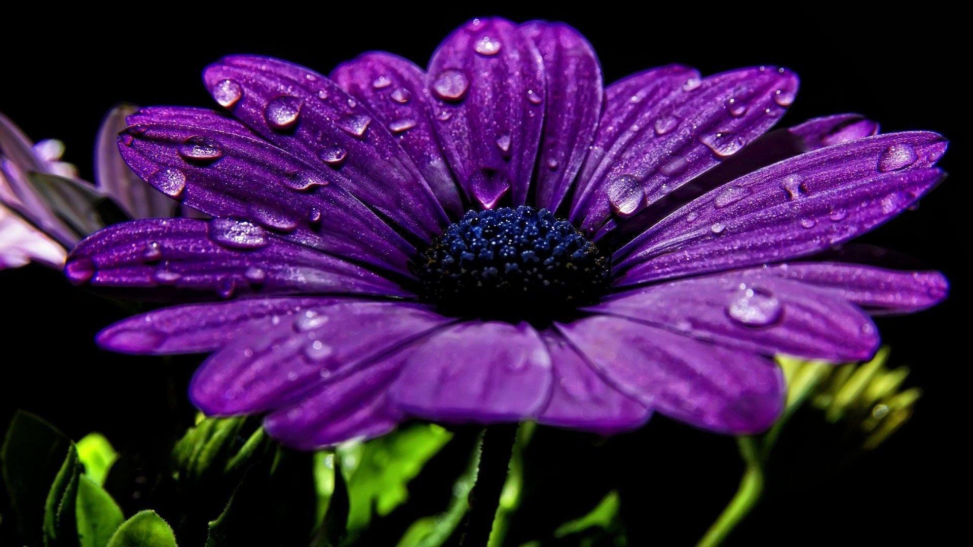 Purple Flowers Backgrounds Hd Backgrounds Wallpapers 27 HD Wallpapers