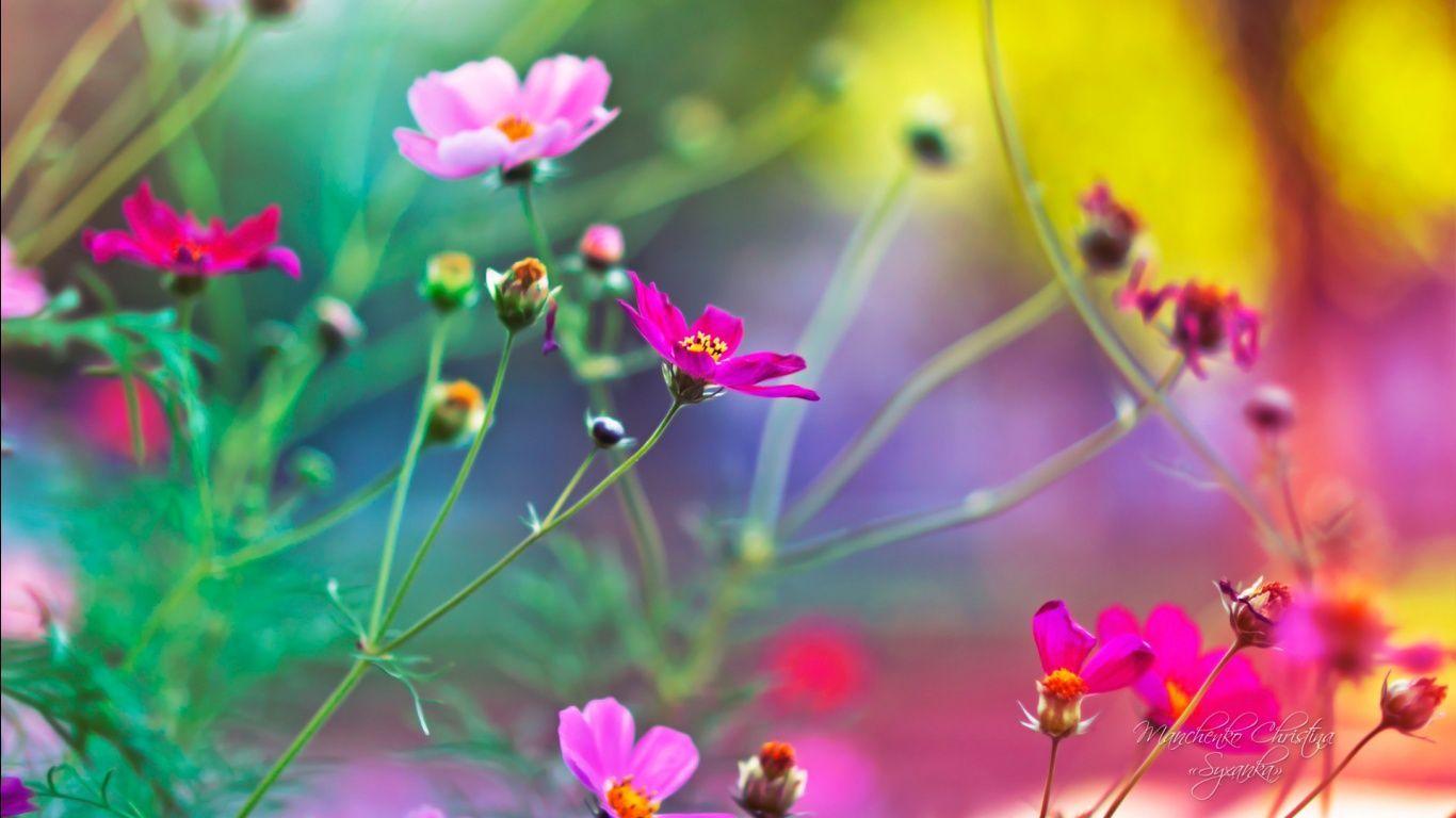 Beautiful Flowers Wallpaper For Desktop Free Download