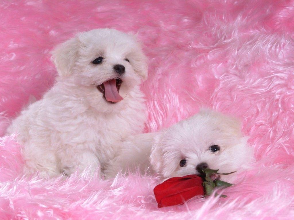 Cute White Puppies Wallpaper Cool HD