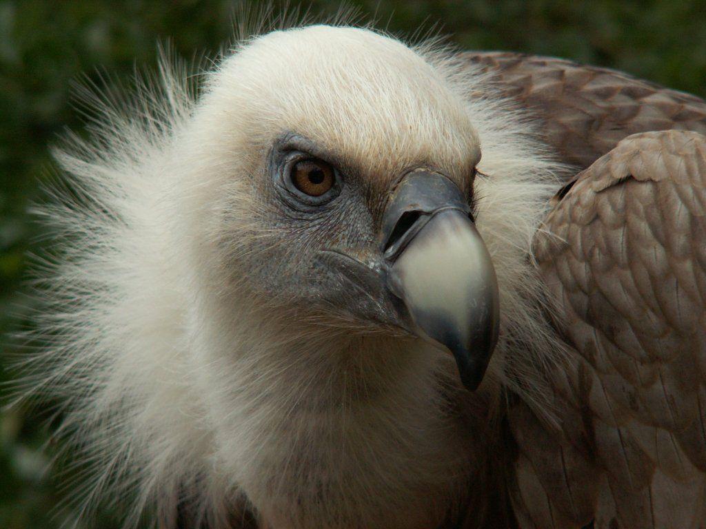 Griffon Vulture Head Close Up Wallpaper 1024×768