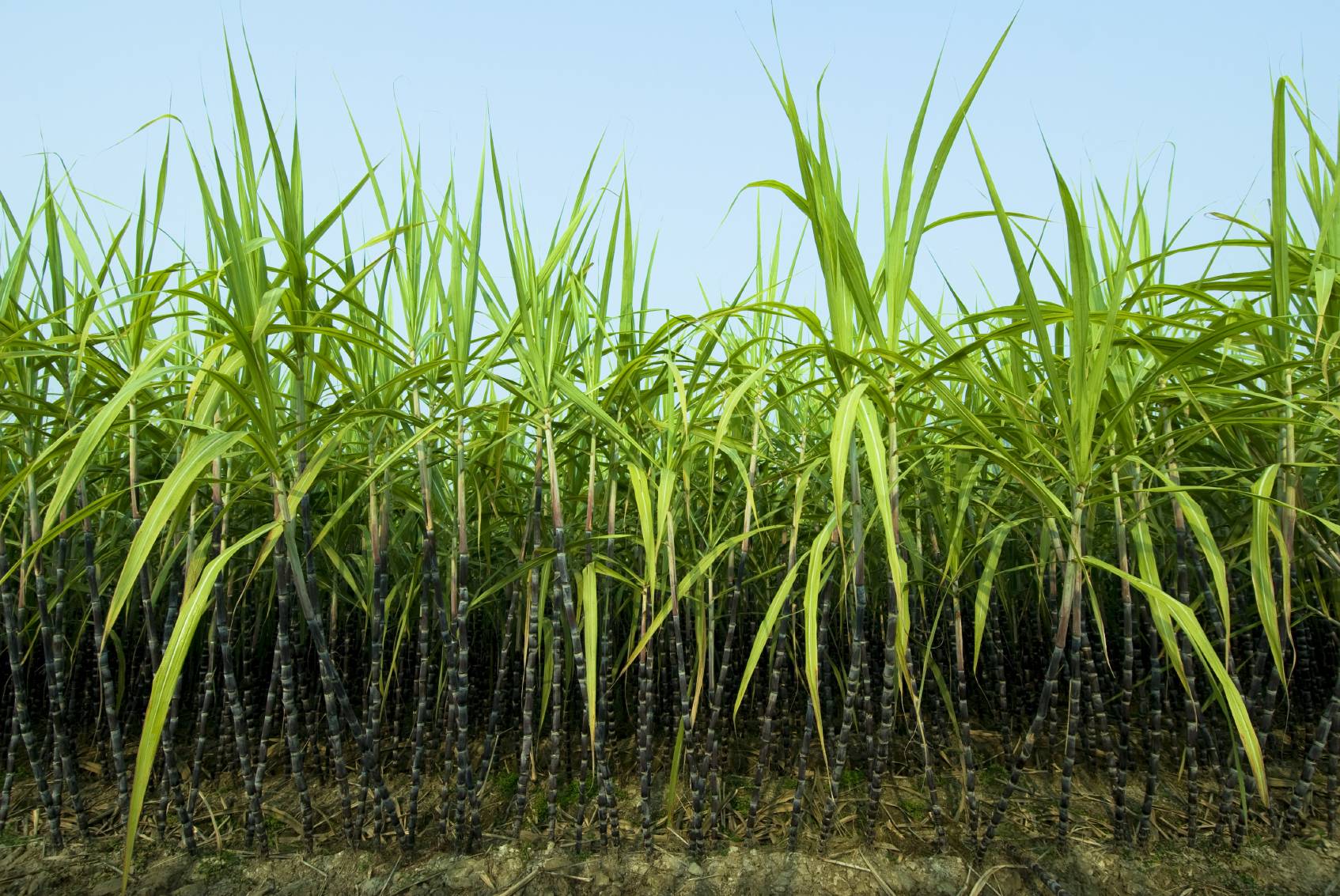Sugar Cane Picture