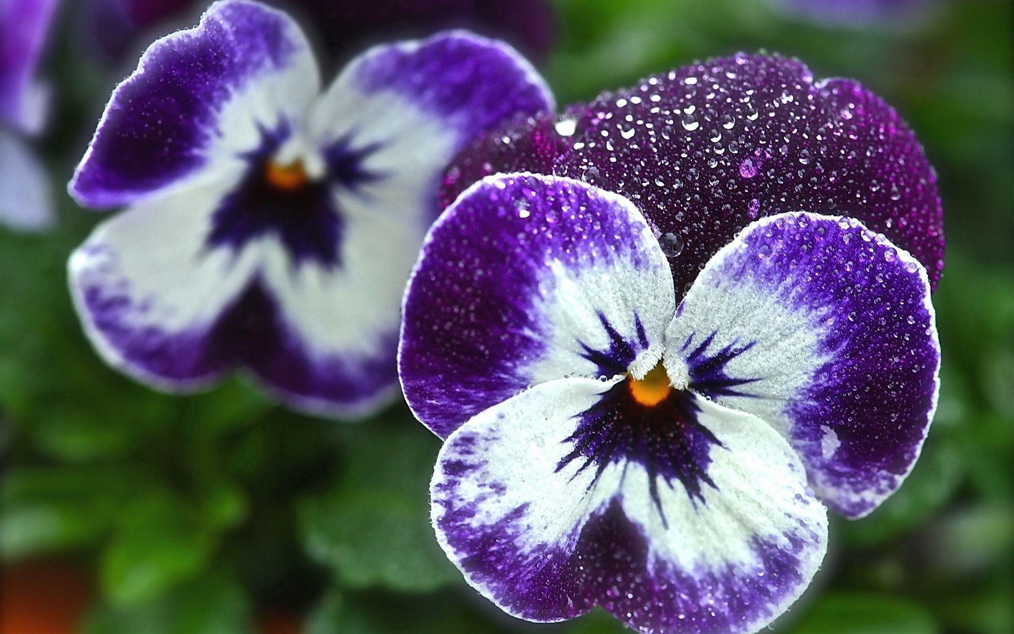 Beautiful flowers viola (violet, pansy) in the garden wallpaper
