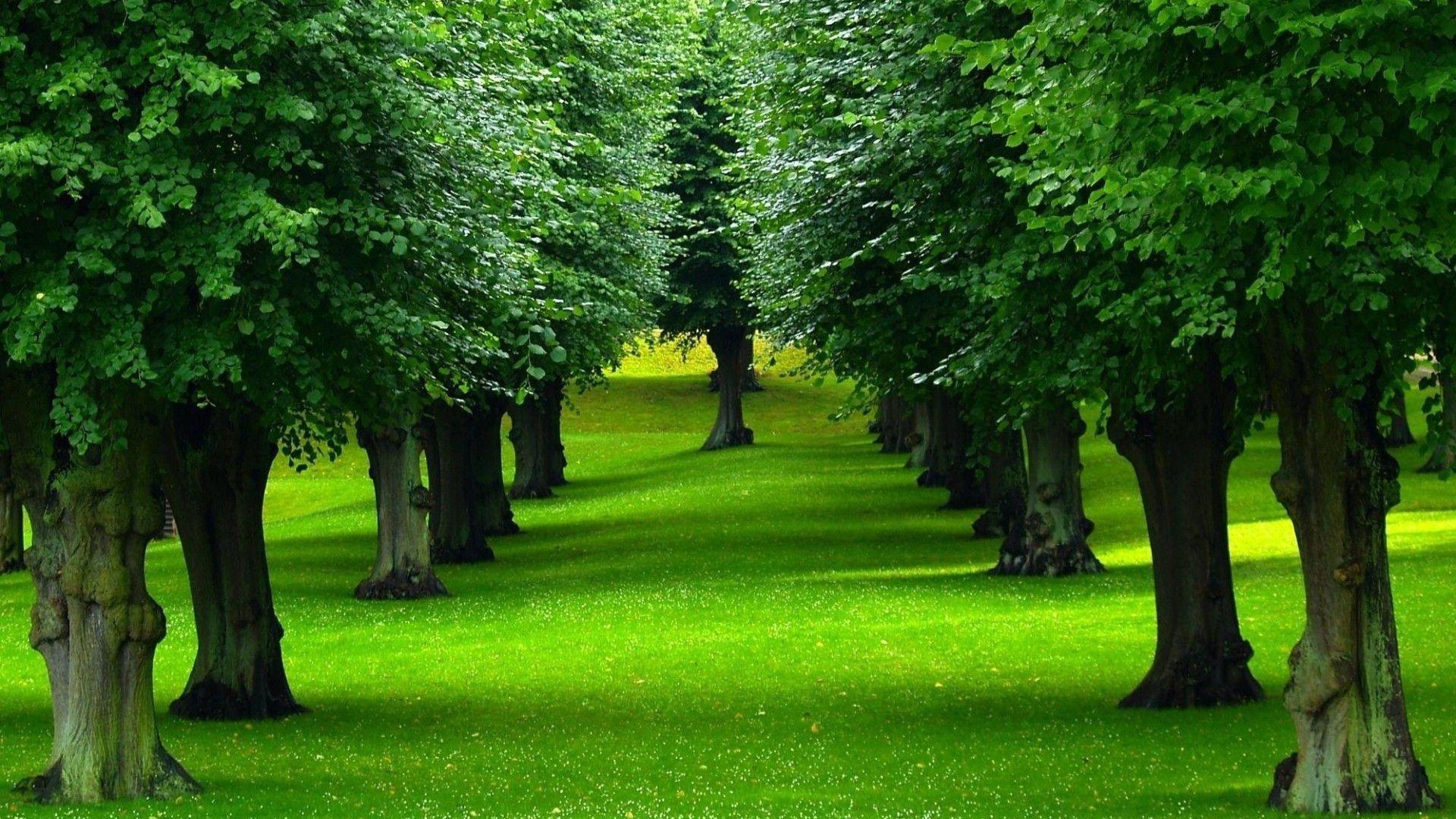 Beautiful Green Trees Wallpapers