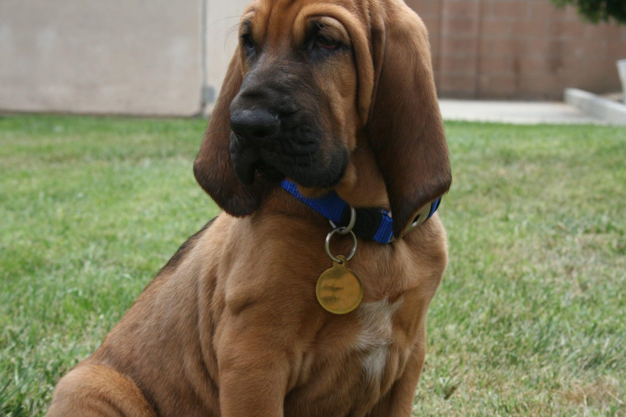 Beautiful bloodhound with a pendant on a neck wallpaper