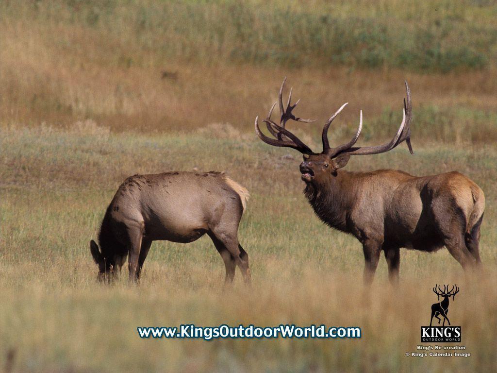 Bull Elk Wallpaper