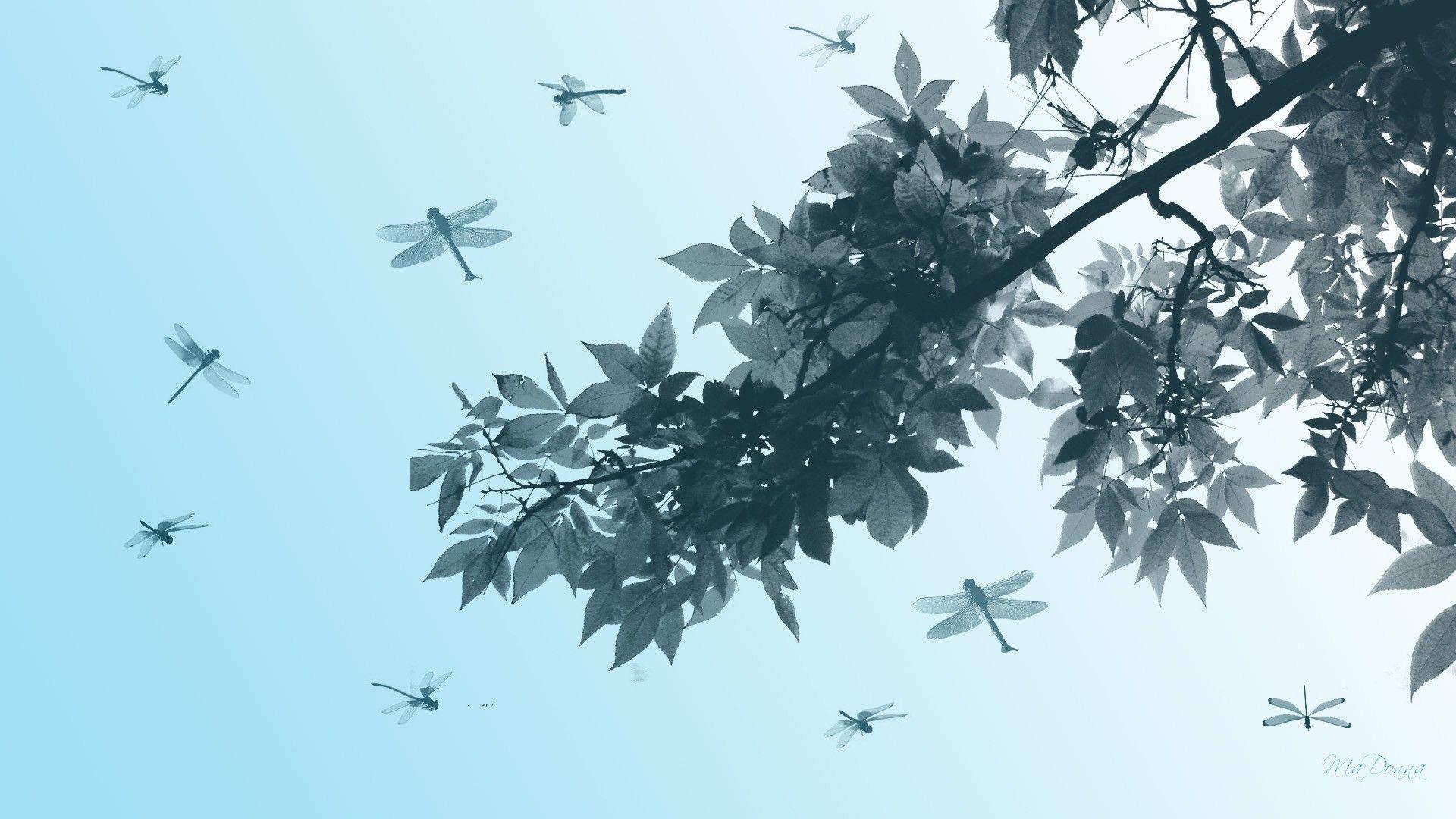 image For > Dragonflies Wallpaper
