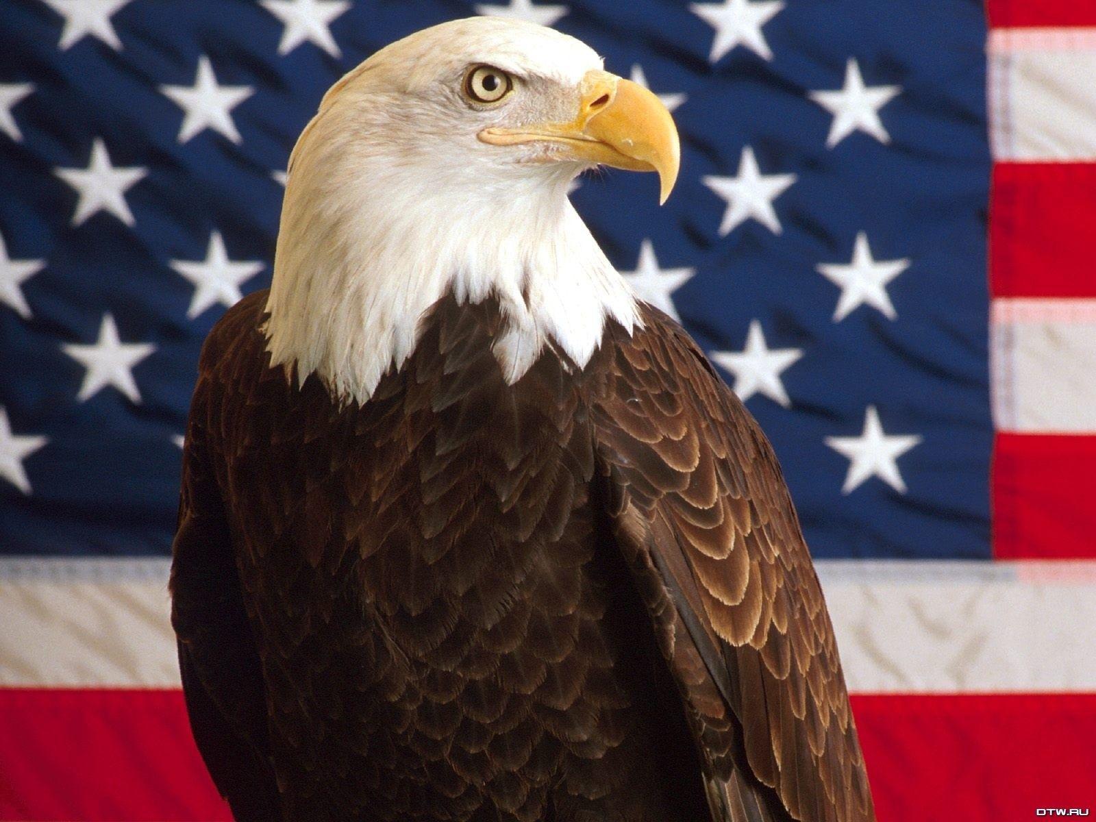 American Bald Eagle Wallpapers Wallpaper Cave