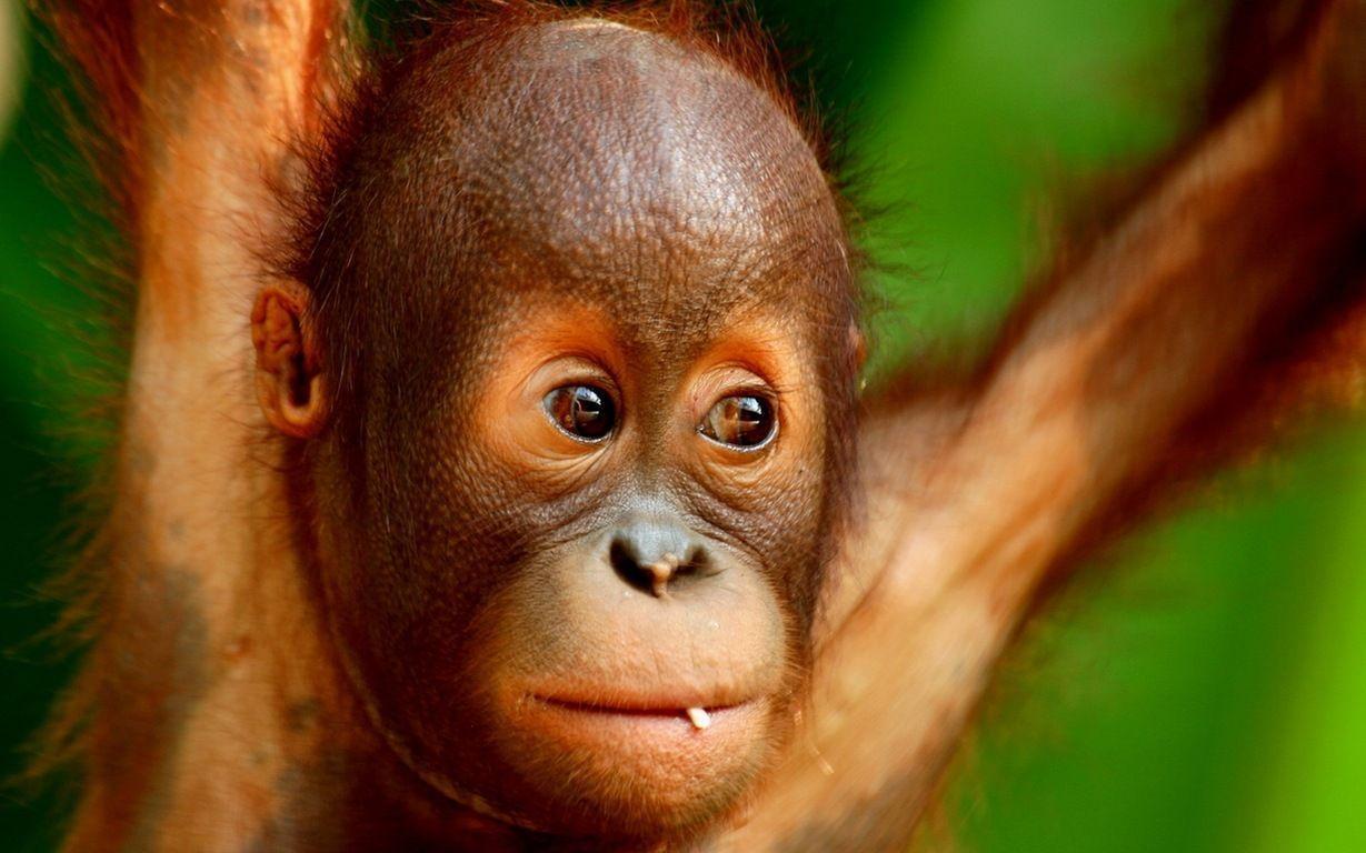 Download Baby Orangutan Wallpaper Full Size Full Size