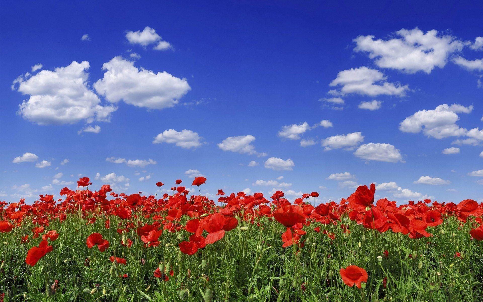 Poppy flower field under blue sky Wallpaper Wallpaper 71908