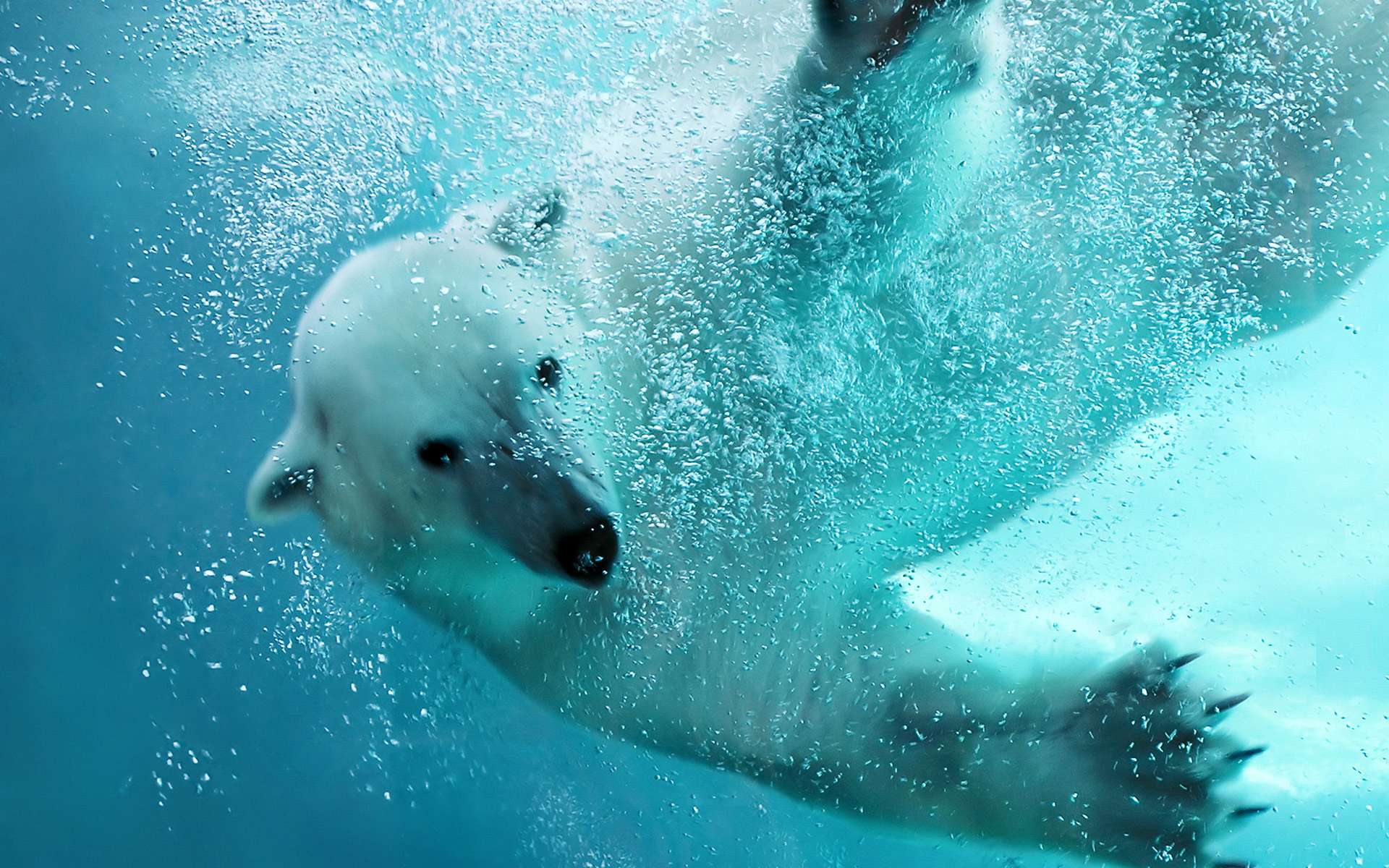 Polar Bear Wallpaper. Polar Bear Background