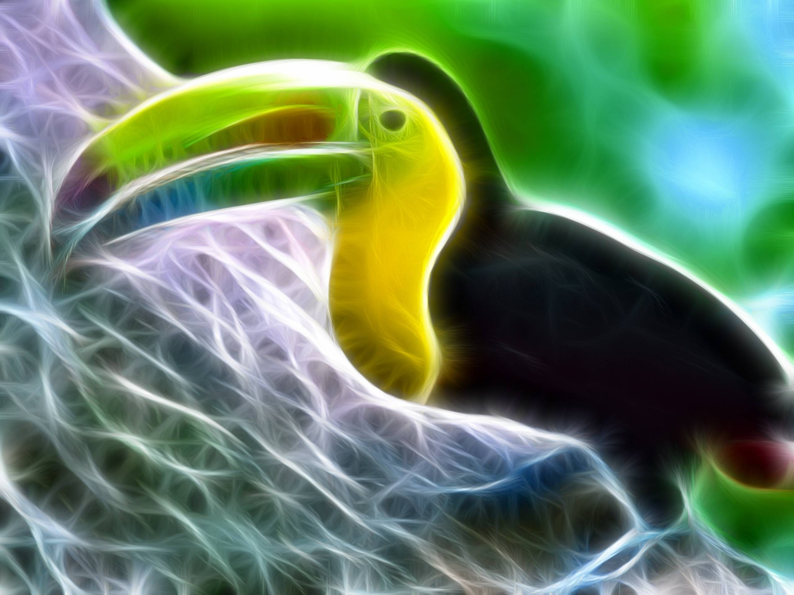 Toucan Wallpaper