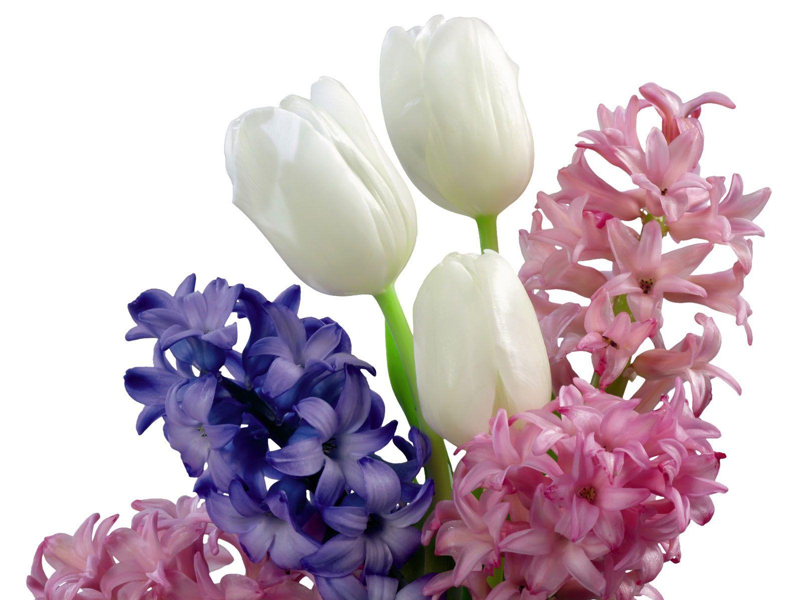 Desktop Wallpaper · Gallery · Nature · Tulips and Hyacinth bouquet