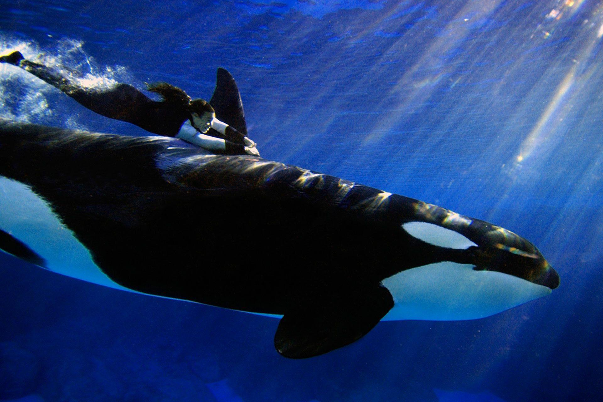 Animal Undewater Orca (id: 180413)