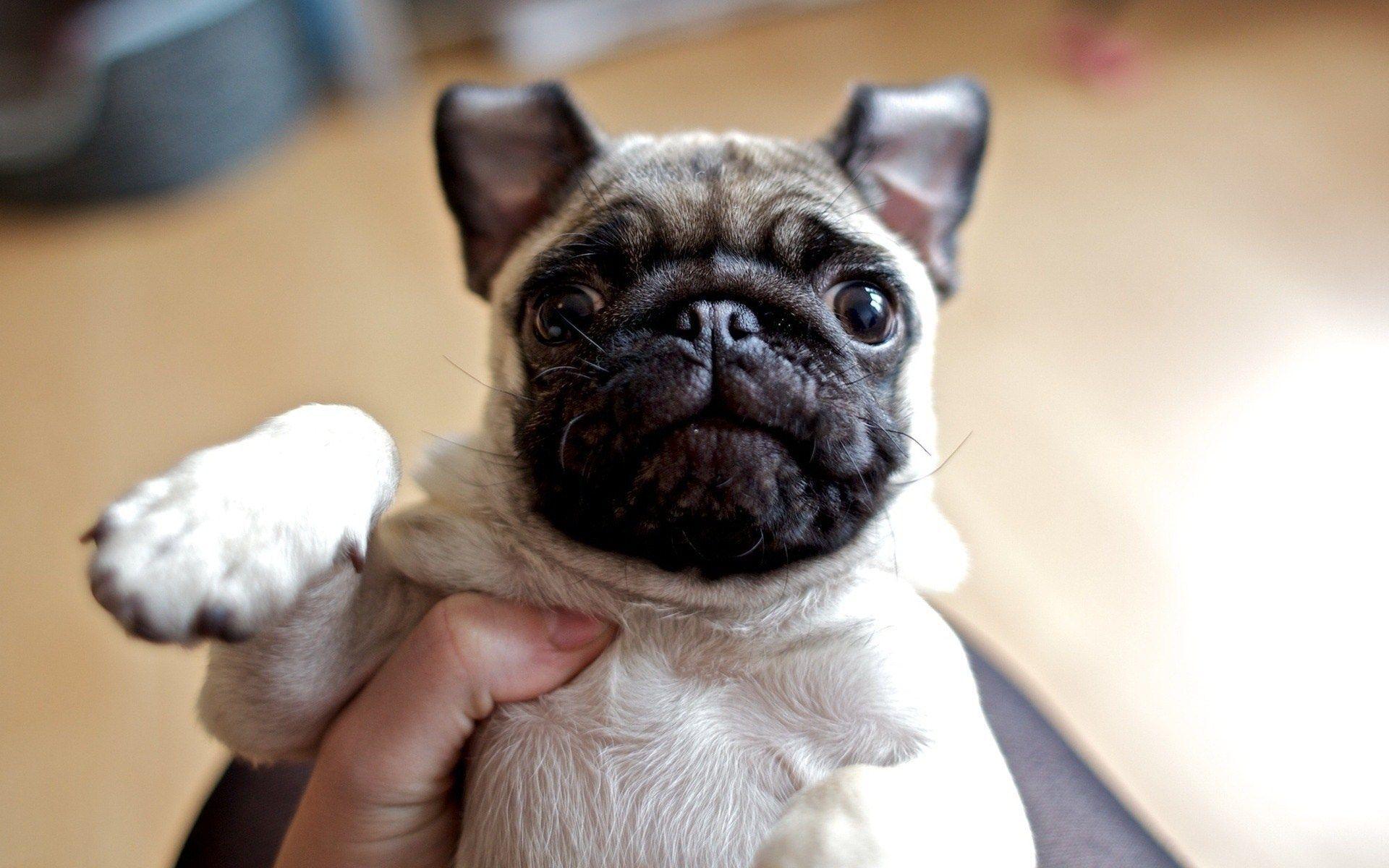 cute pug handheld wide HD wallpaper