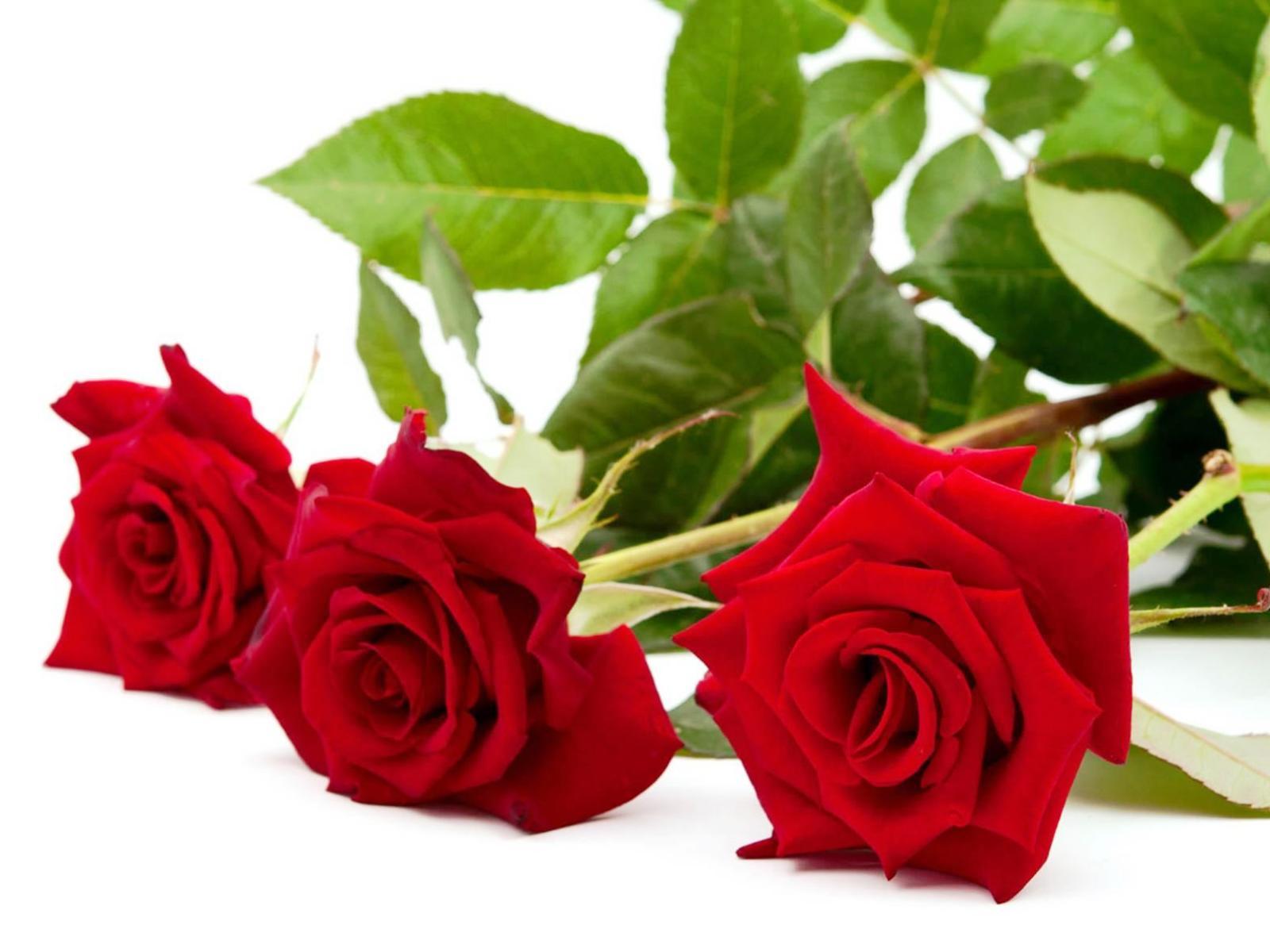 Fresh Red Roses HD Wallpaper