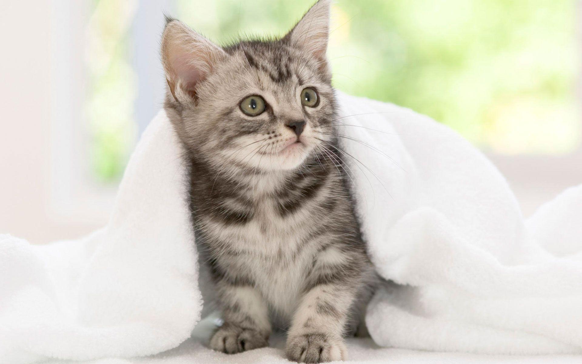 Surfing Kitten Wallpaper 1024x768 px Free Download