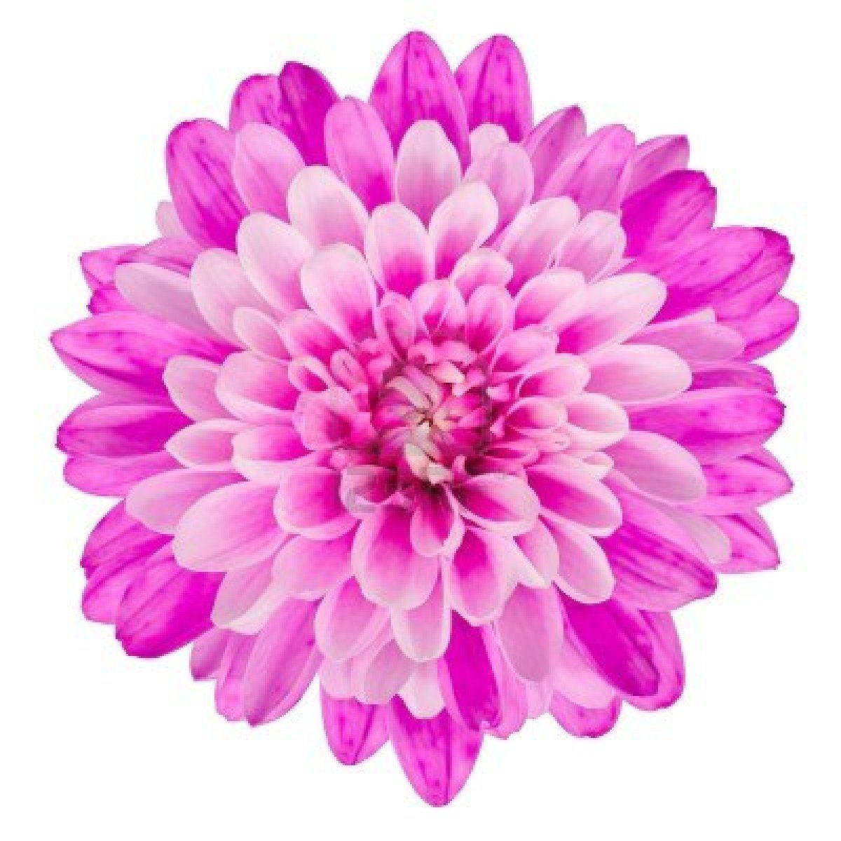 10 Flower Images with White Background | Top Collection of different types of flowers in the