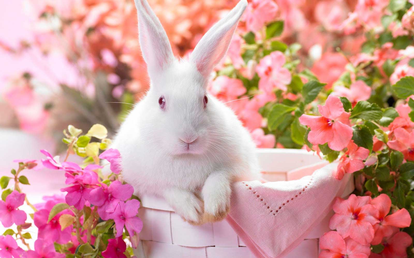 Funny Bunny in the Spring desktop background