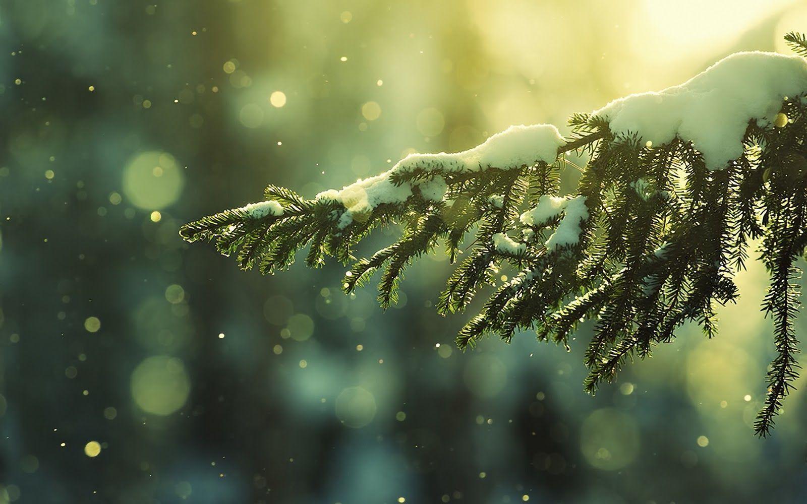 Winter wallpaper with a snow tree HD Wallpaper