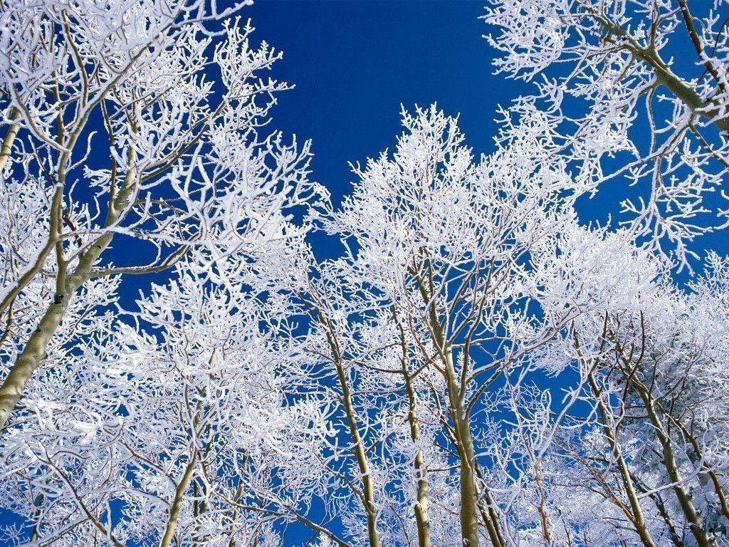Snow Trees Background