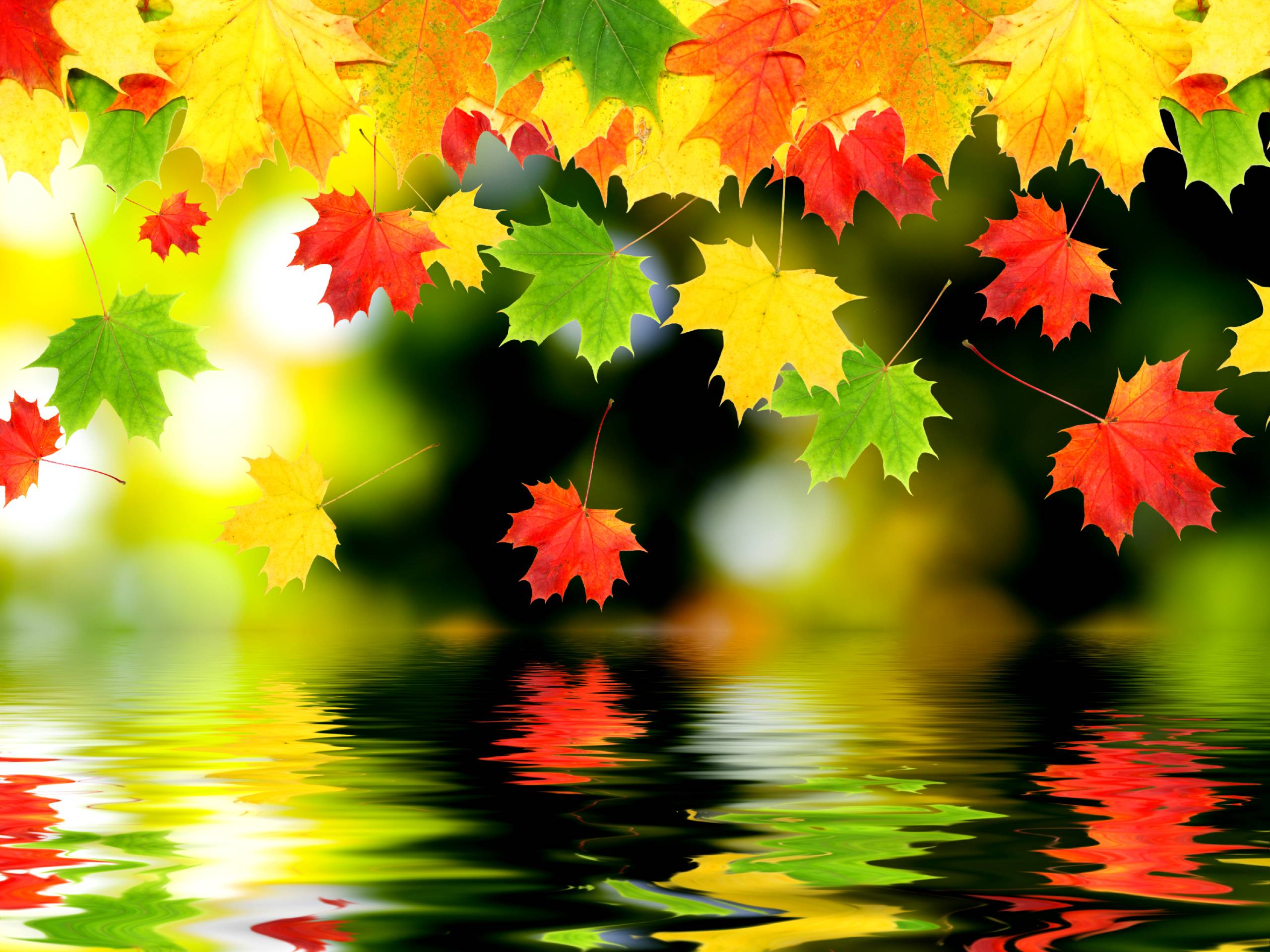 Falling autumn leaves in water Wallpaper