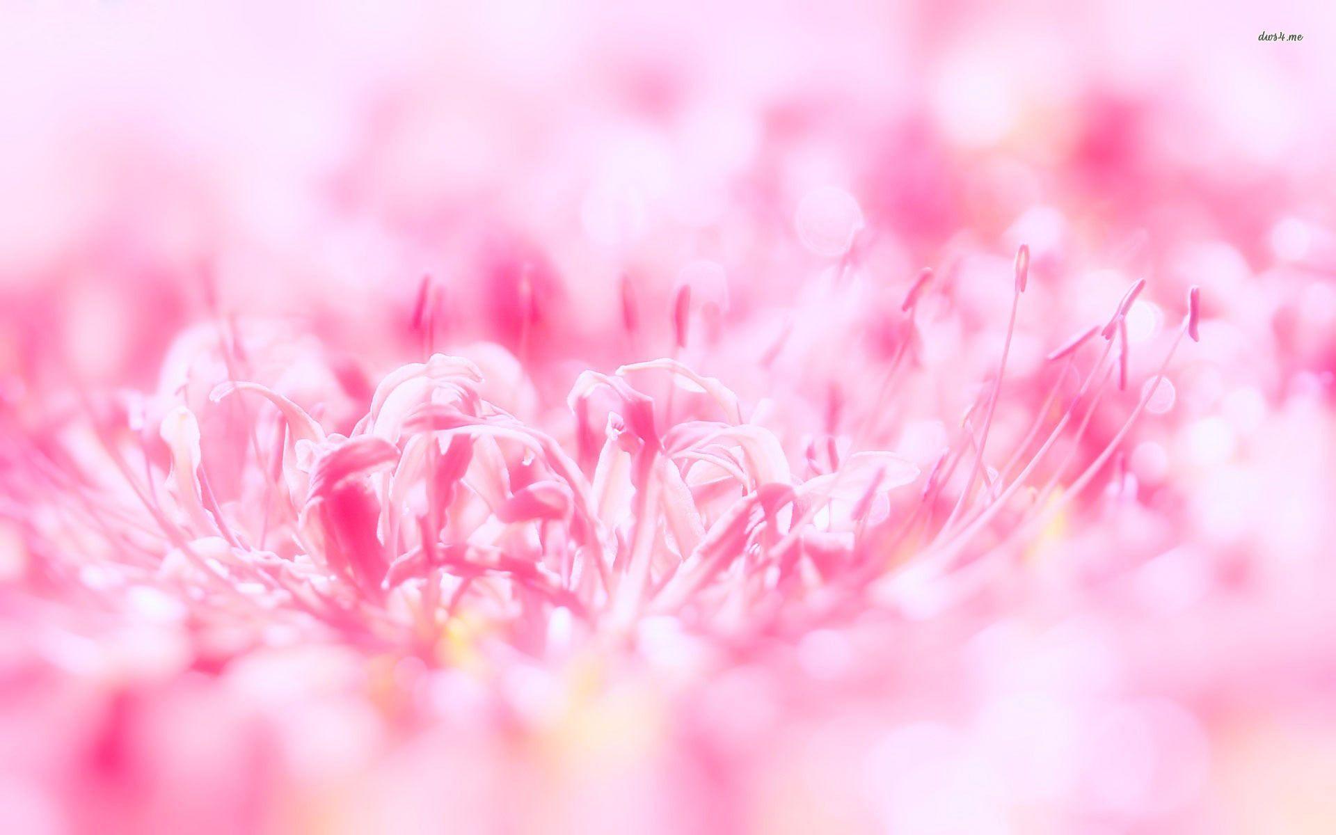 image For > Cute Pink Flower Background