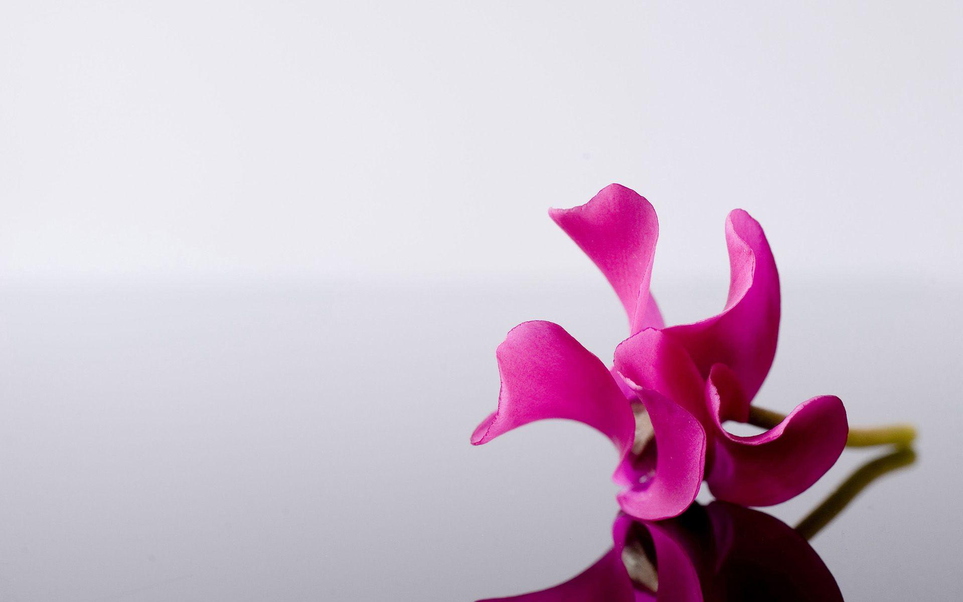 Orchid Wallpaper HD wallpaper search