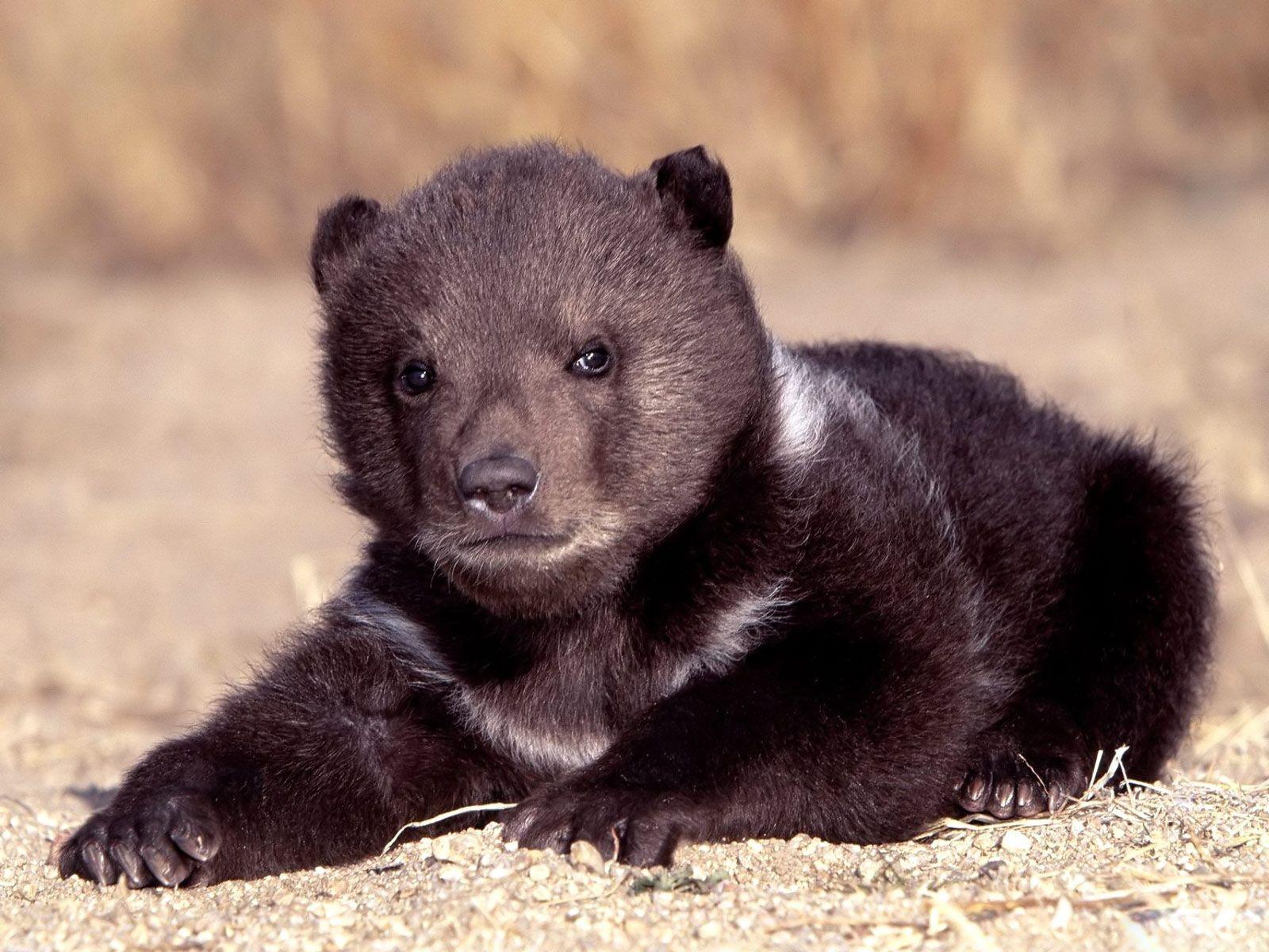 Desktop Wallpaper · Gallery · Animals · American black bear cub