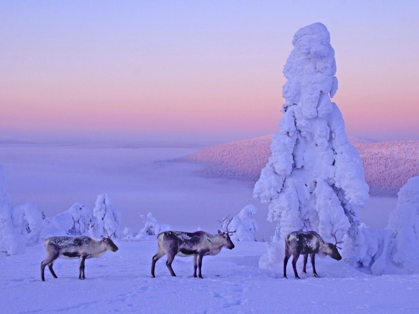 Finnish Lapland Snow Covered Wallpaper