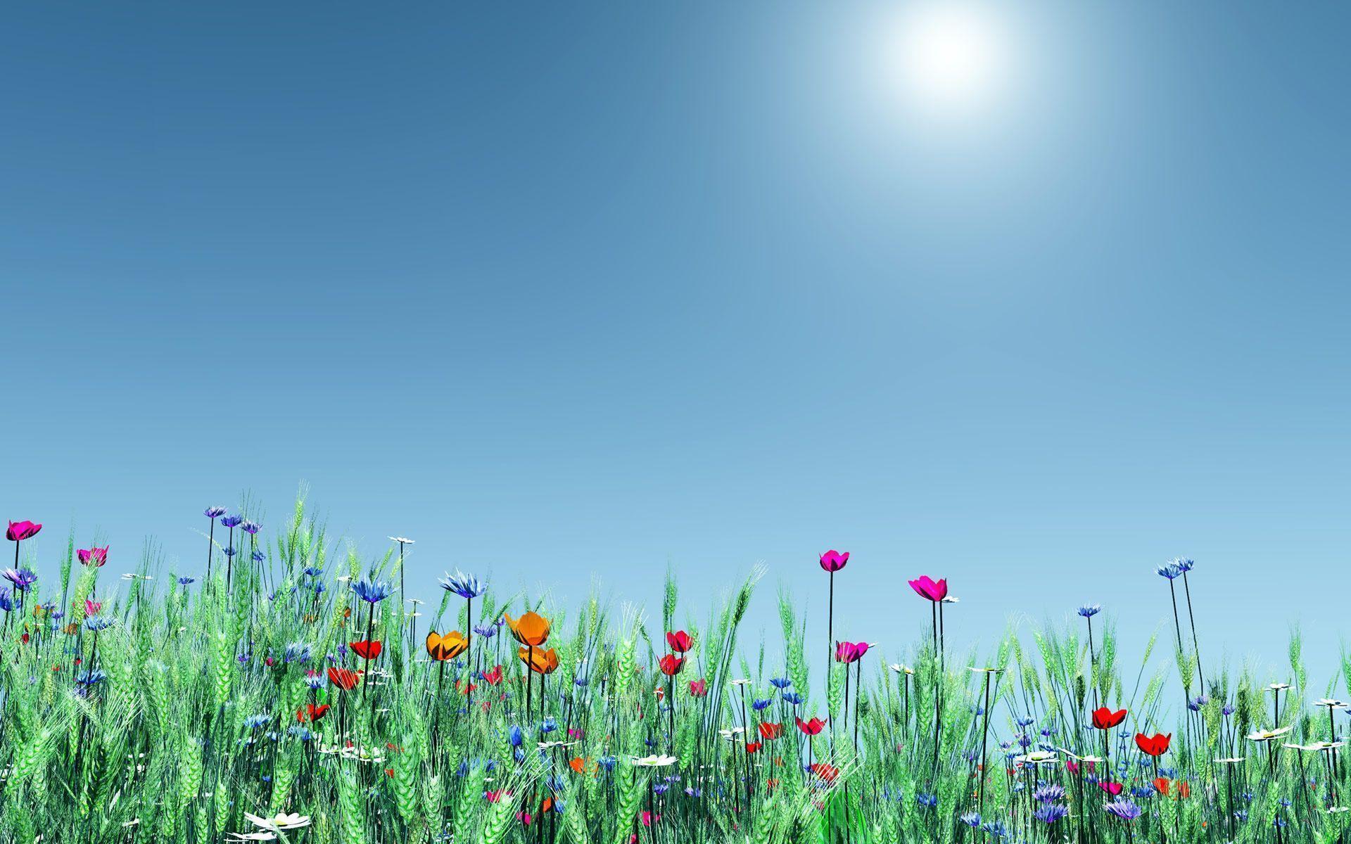 Spring Flowers Background Wallpaper Picture Photo Image