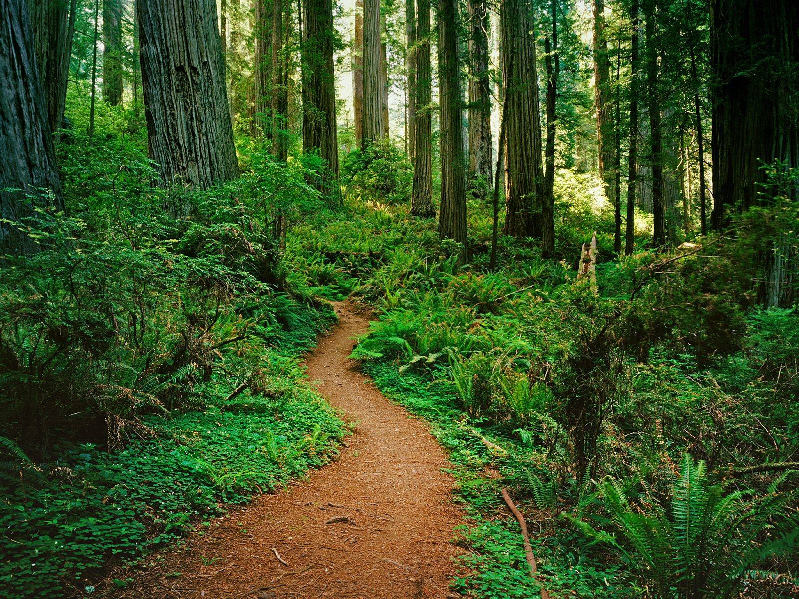 Redwood Forest