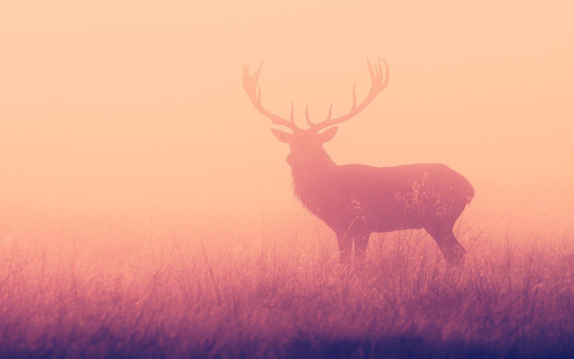 Deer Wallpaper 2048x1365