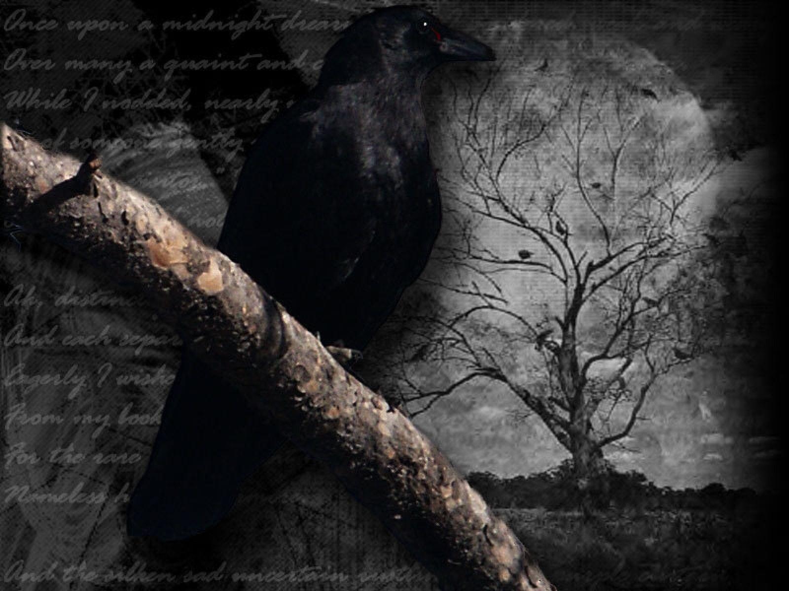 raven bird night moon wallpaper