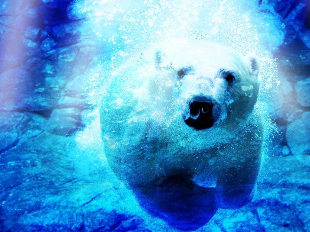 Polar Bear in Water Wallpaper Wallpaper Inn