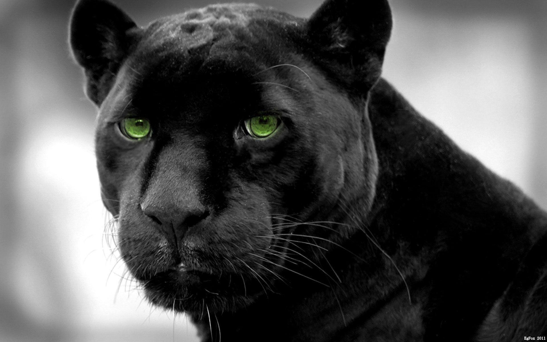 Black Cat with Green Eyes Wallpaper 1600x1000PX Wallpaper Green