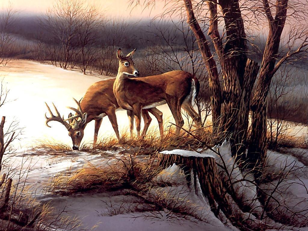 Deers free desktop background wallpaper image