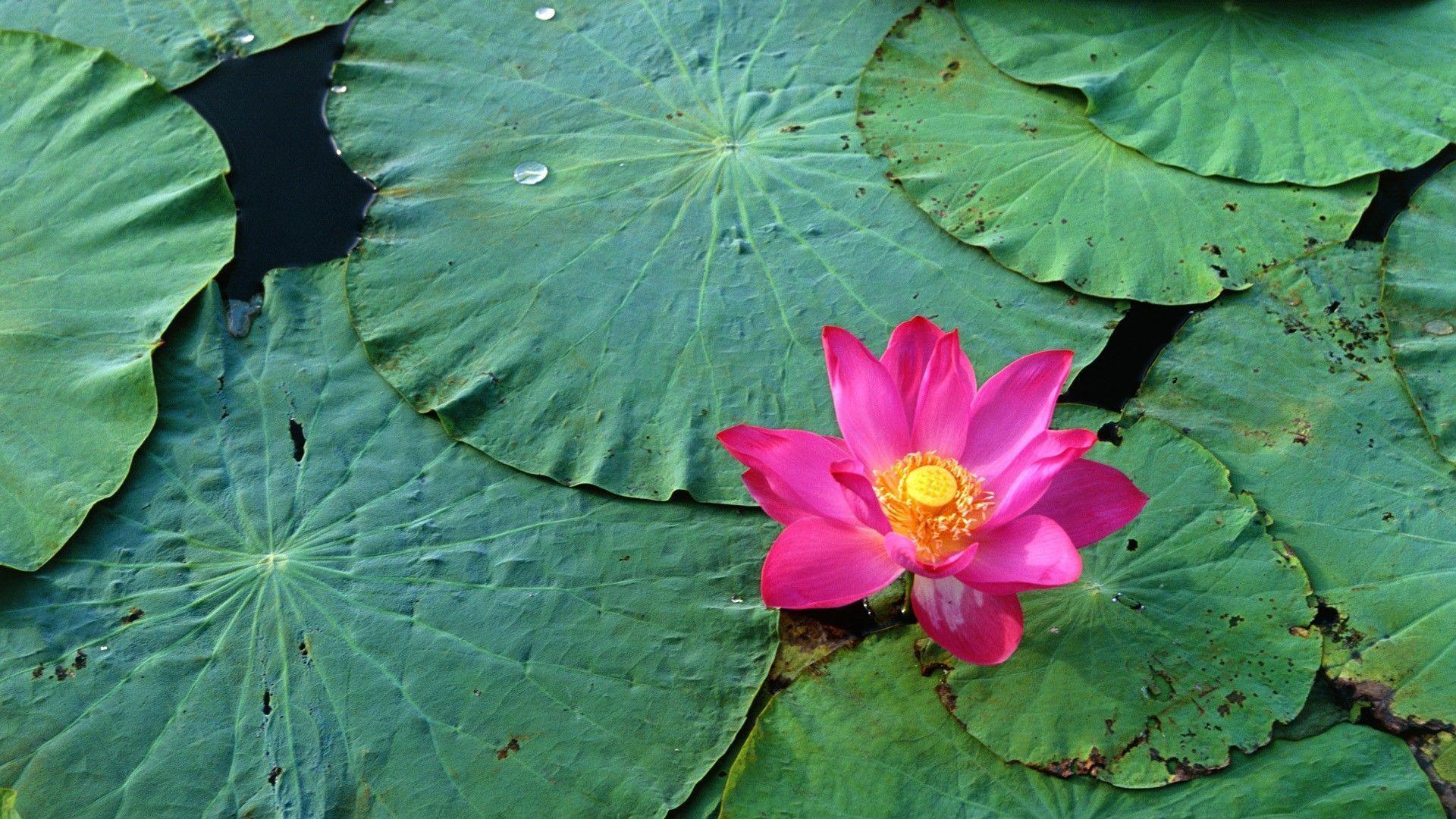 Lotus Flowers Wallpaper HD. Freetopwallpaper