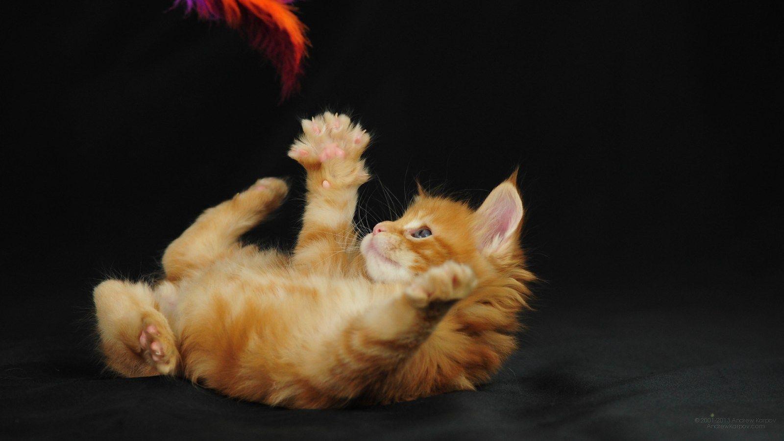 Picture lolcat Funny Cat desktop wallpaper picture 1600 x