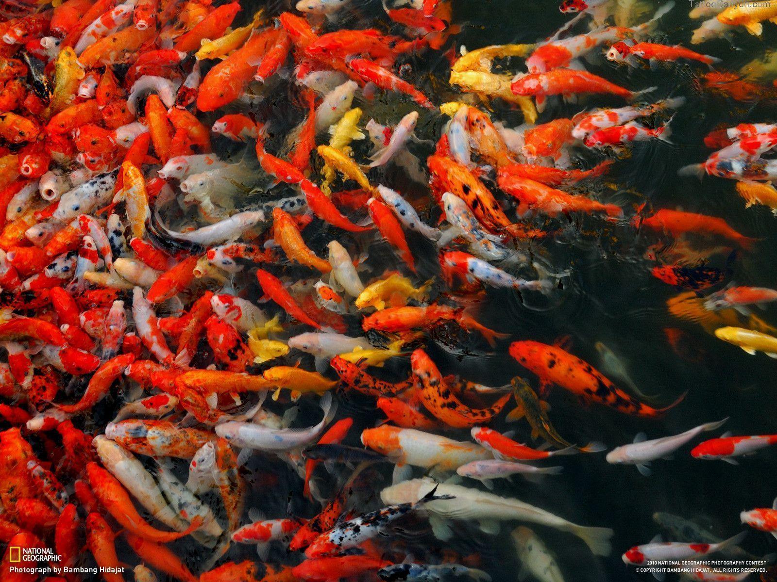 Koi Fish Wallpaper Desktop Background Picture #