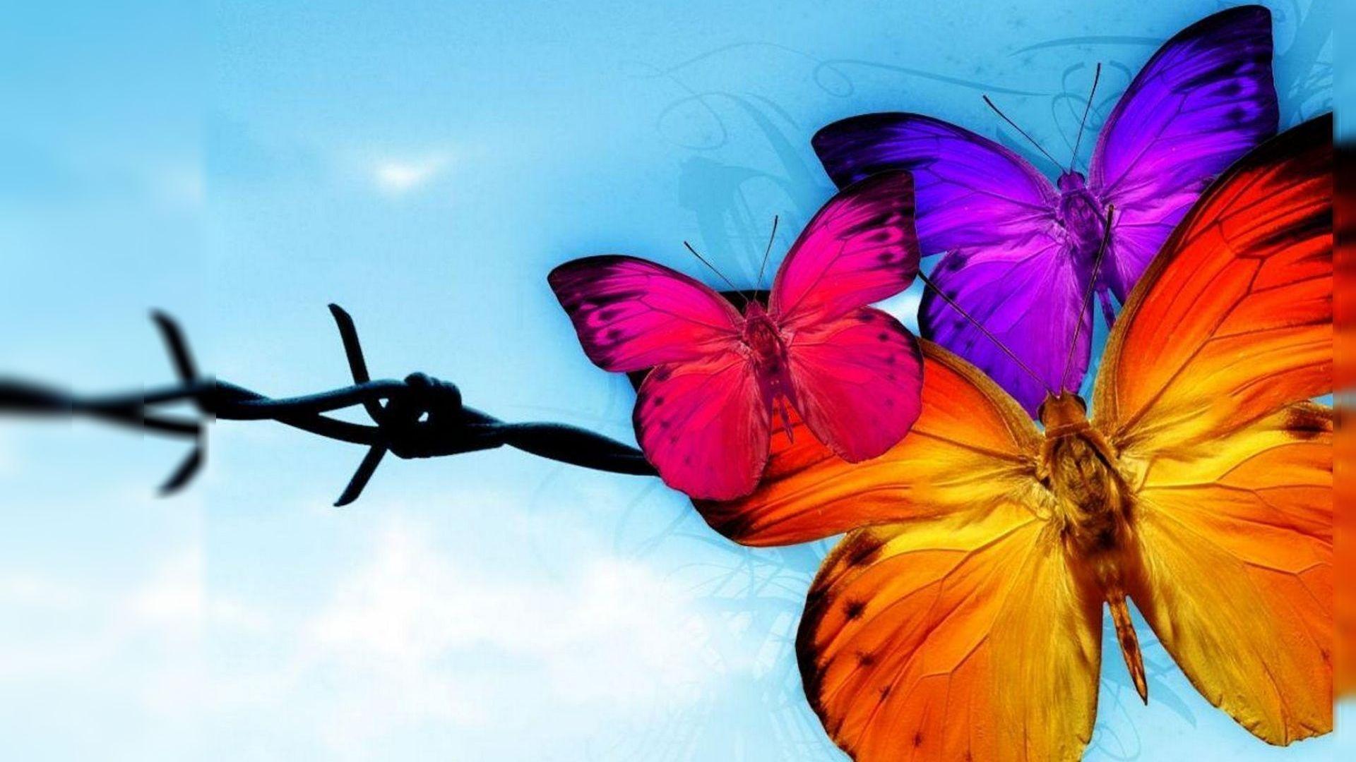 image For > Red Butterfly HD Wallpaper