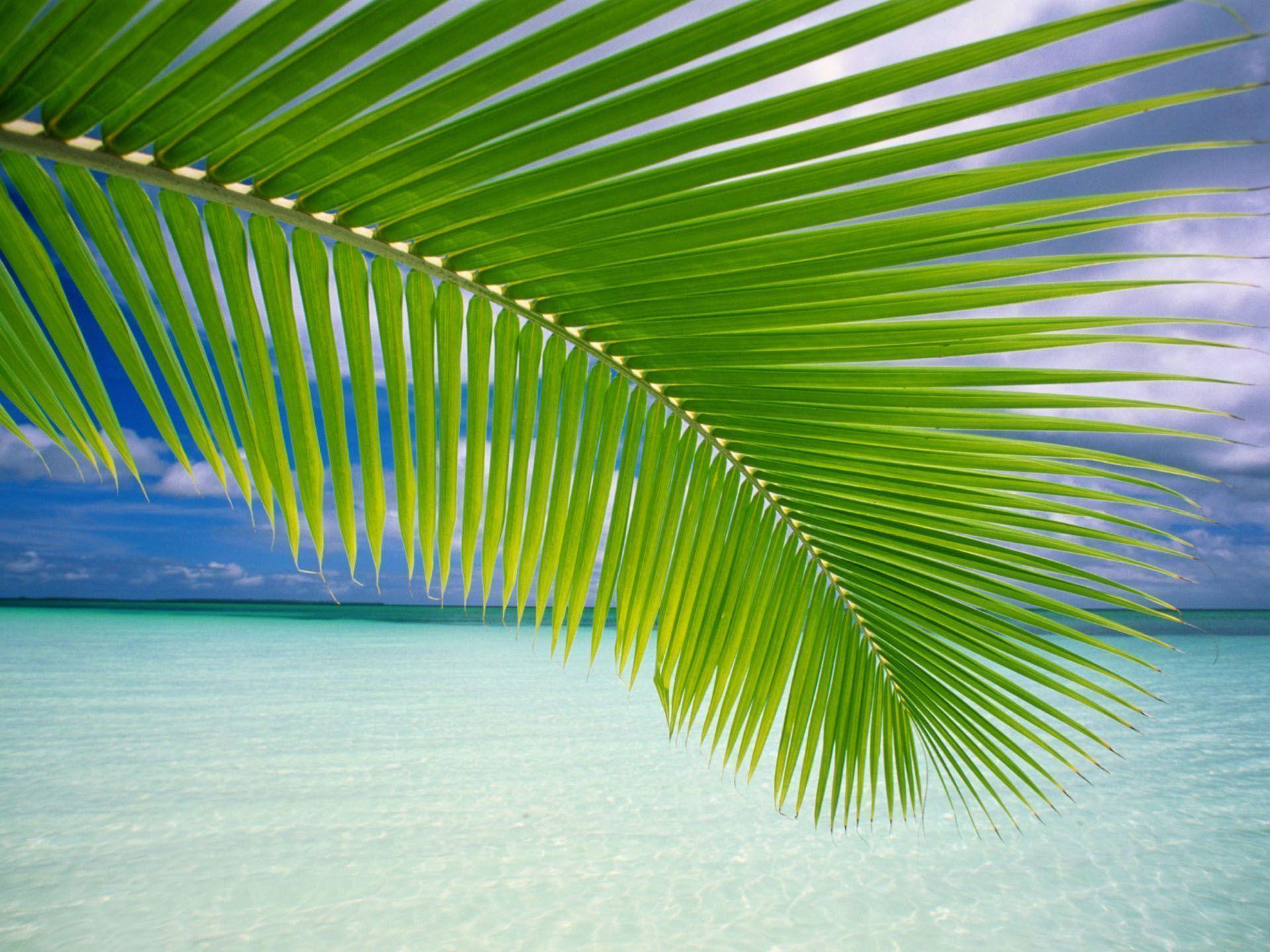 Beach and leaves, Ocean beach HD Wallpaper For Desktop, Scene