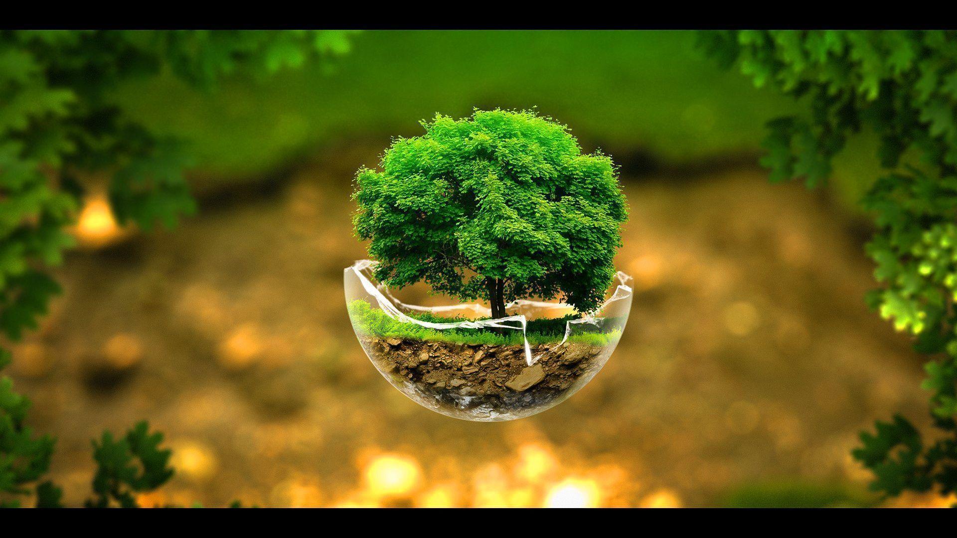 Awesome Little Tree Backgrounds Wallpapers PC Wallpapers