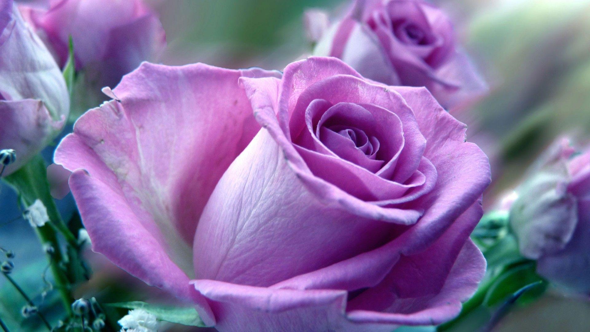 Wallpaper Of Purple Rose Flowers Picture 5 HD Wallpaper. Hdwalljoy