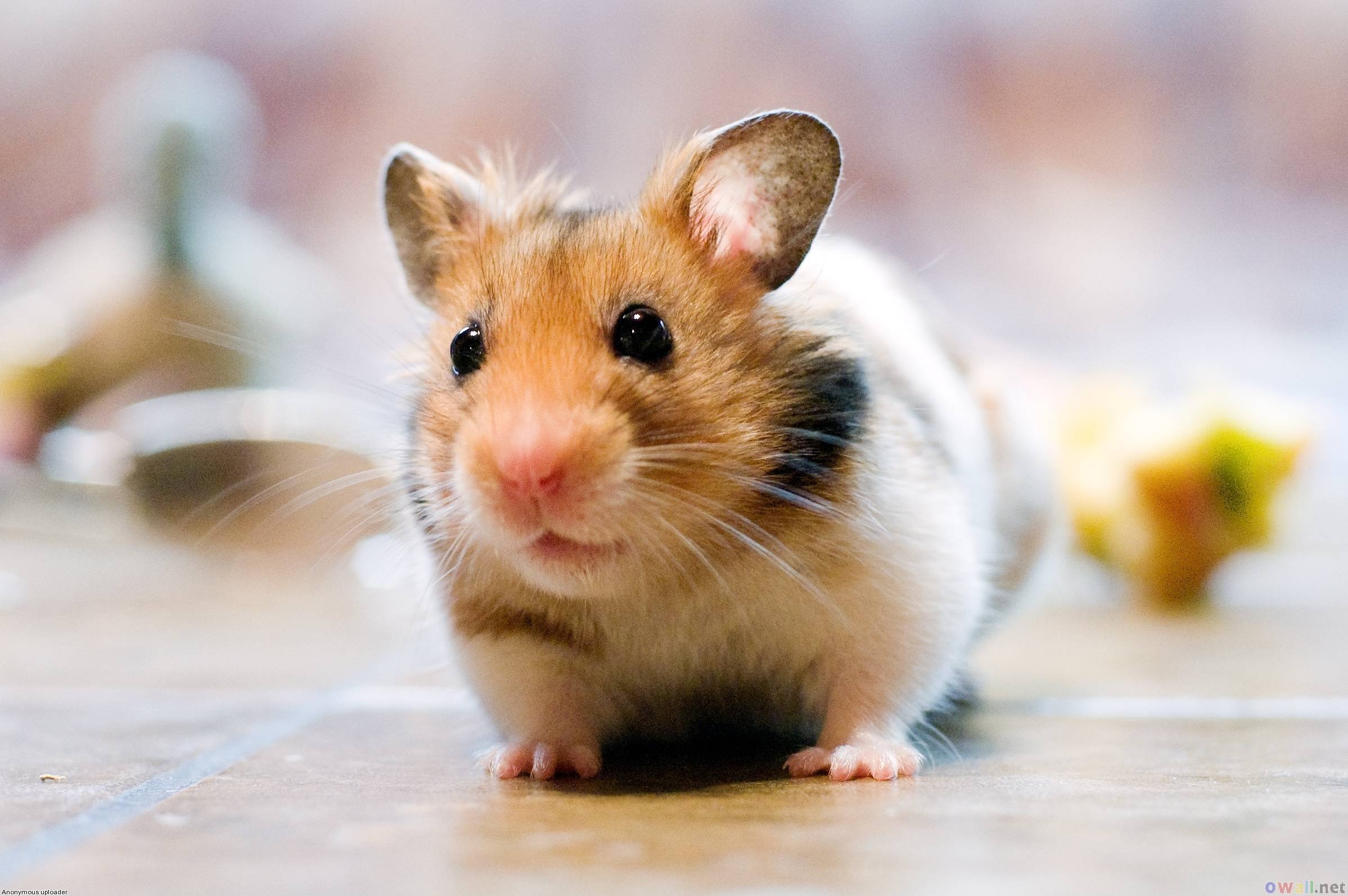 Hamster Cute Animals Wallpapers Wallpapers