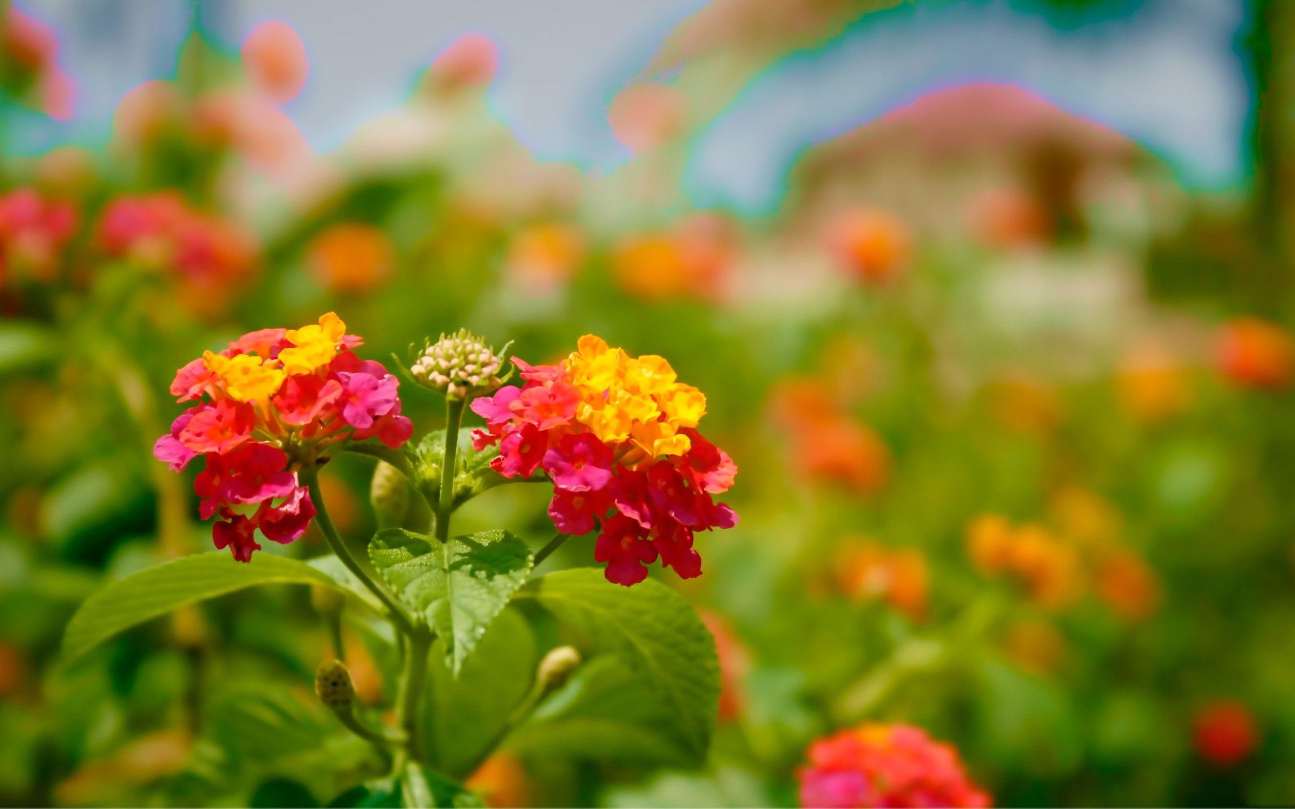Wallpaper For > Colorful Flowers Field Wallpaper