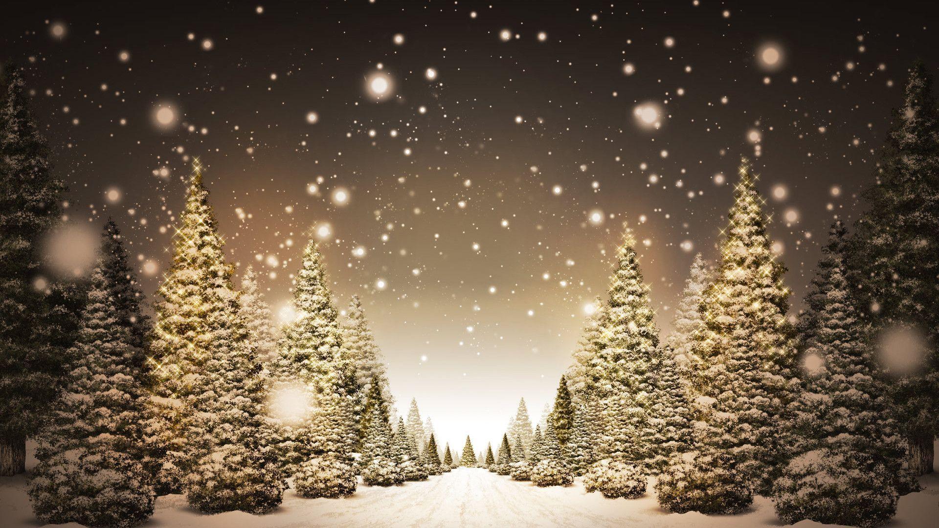 Christmas Trees in Snow HD Wallpaper FullHDWpp HD