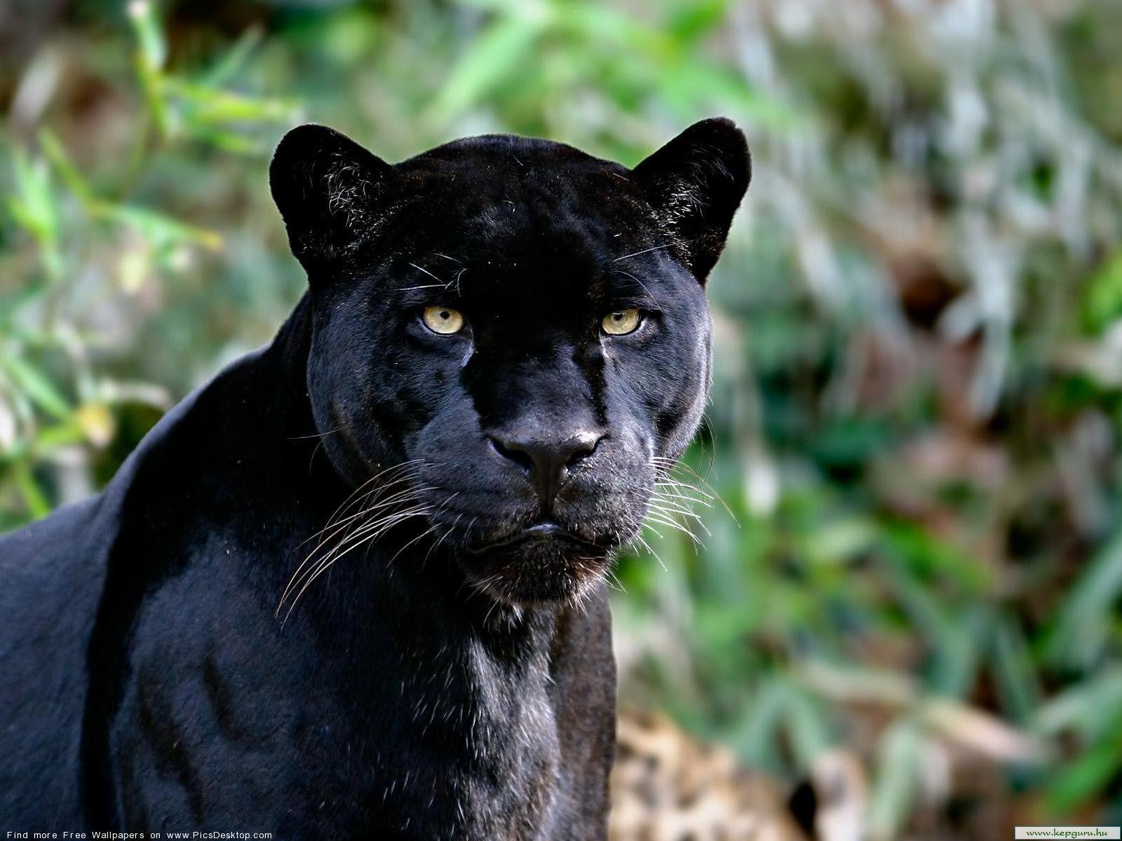 Black panther Animals Desktop Wallpaper picture